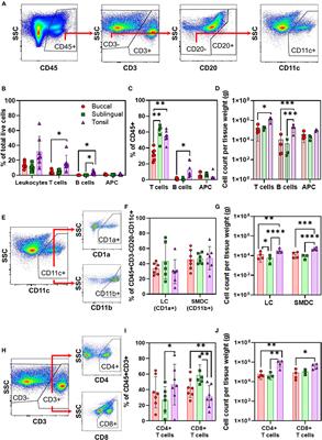 Characterization of Immune Cells in Oral Tissues of Non-human Primates